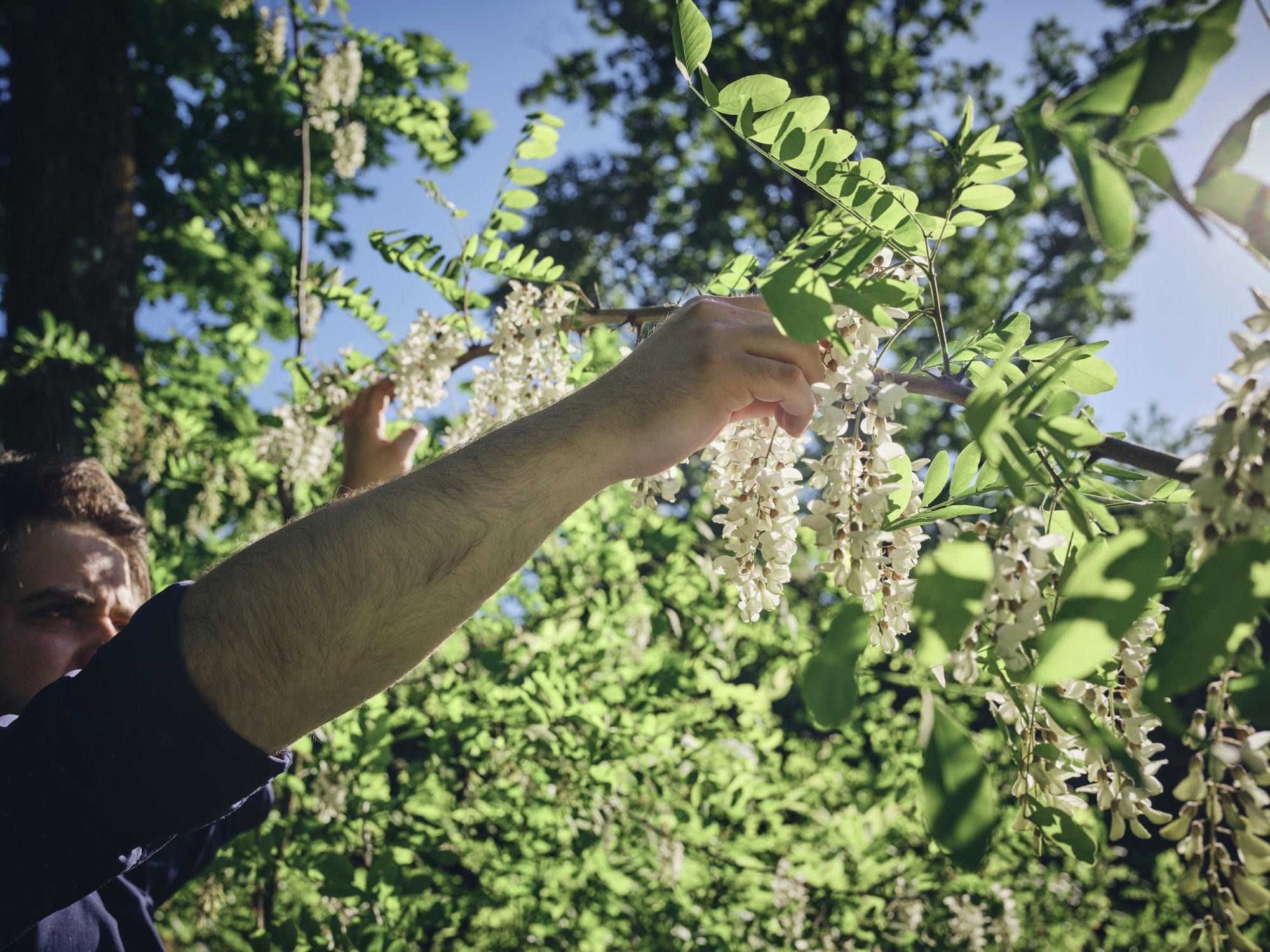 Zeleni gaj: Prekmurska pojedina na koncu (slovenskega) sveta