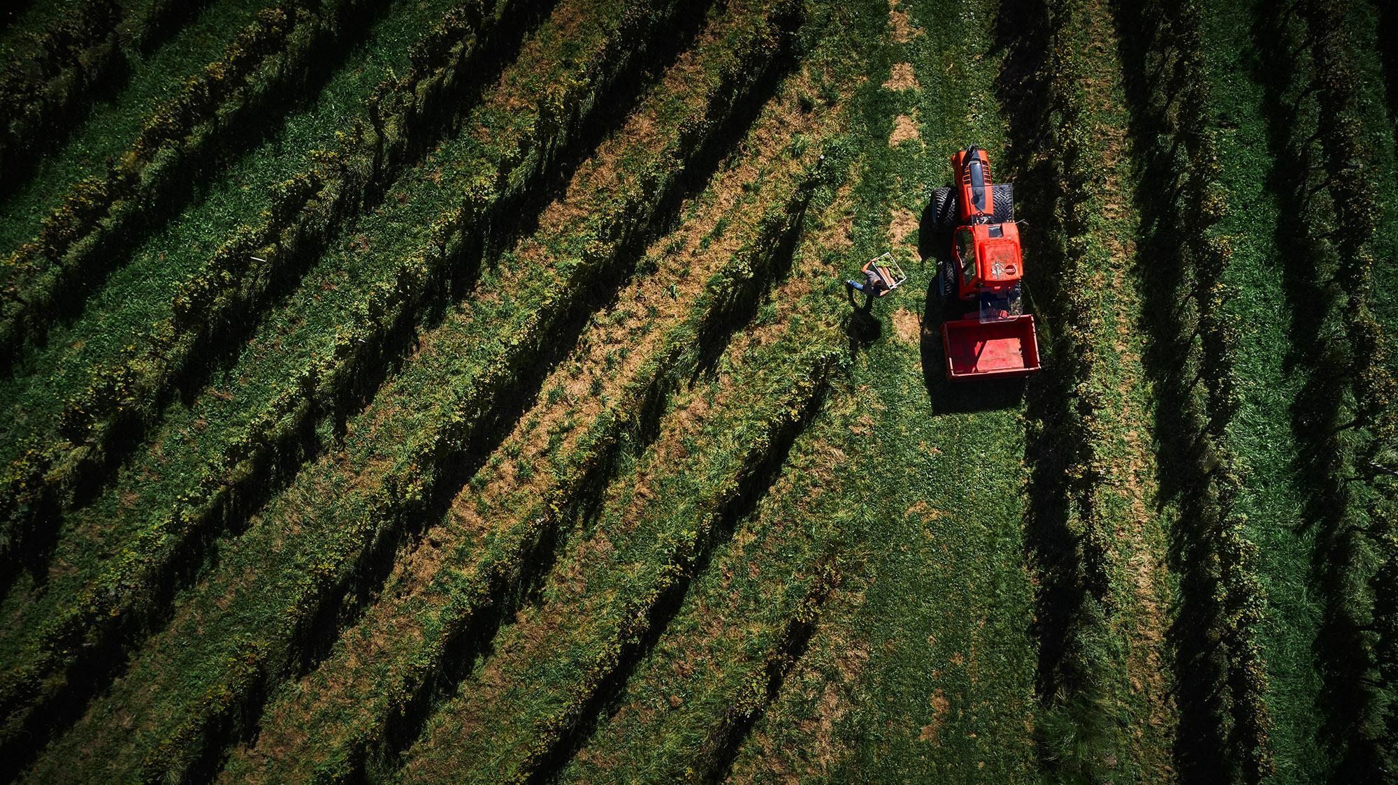 Vinograd