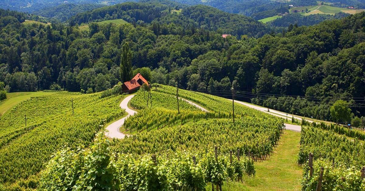 Špičnik