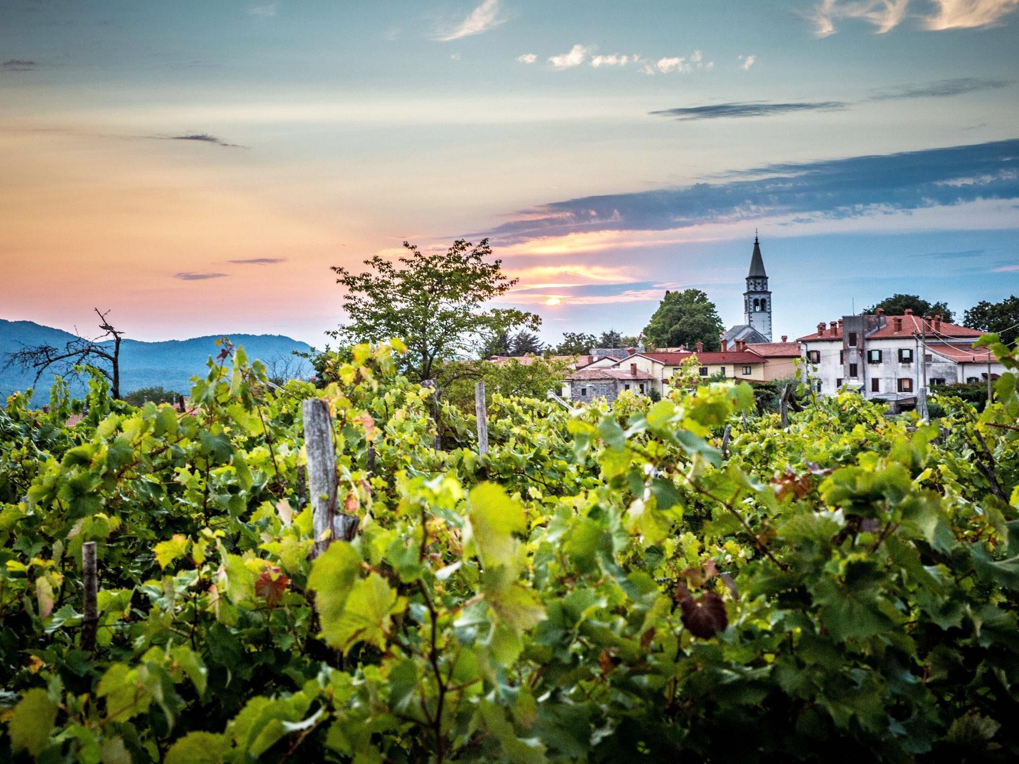 Kraška pokrajina z vinogradom
