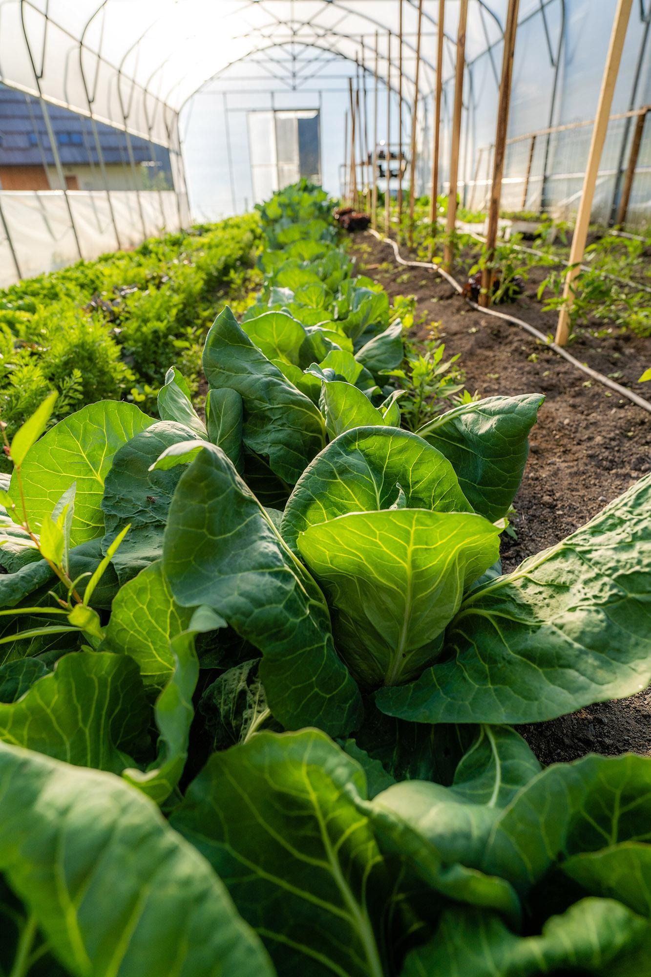 Slika v galeriji