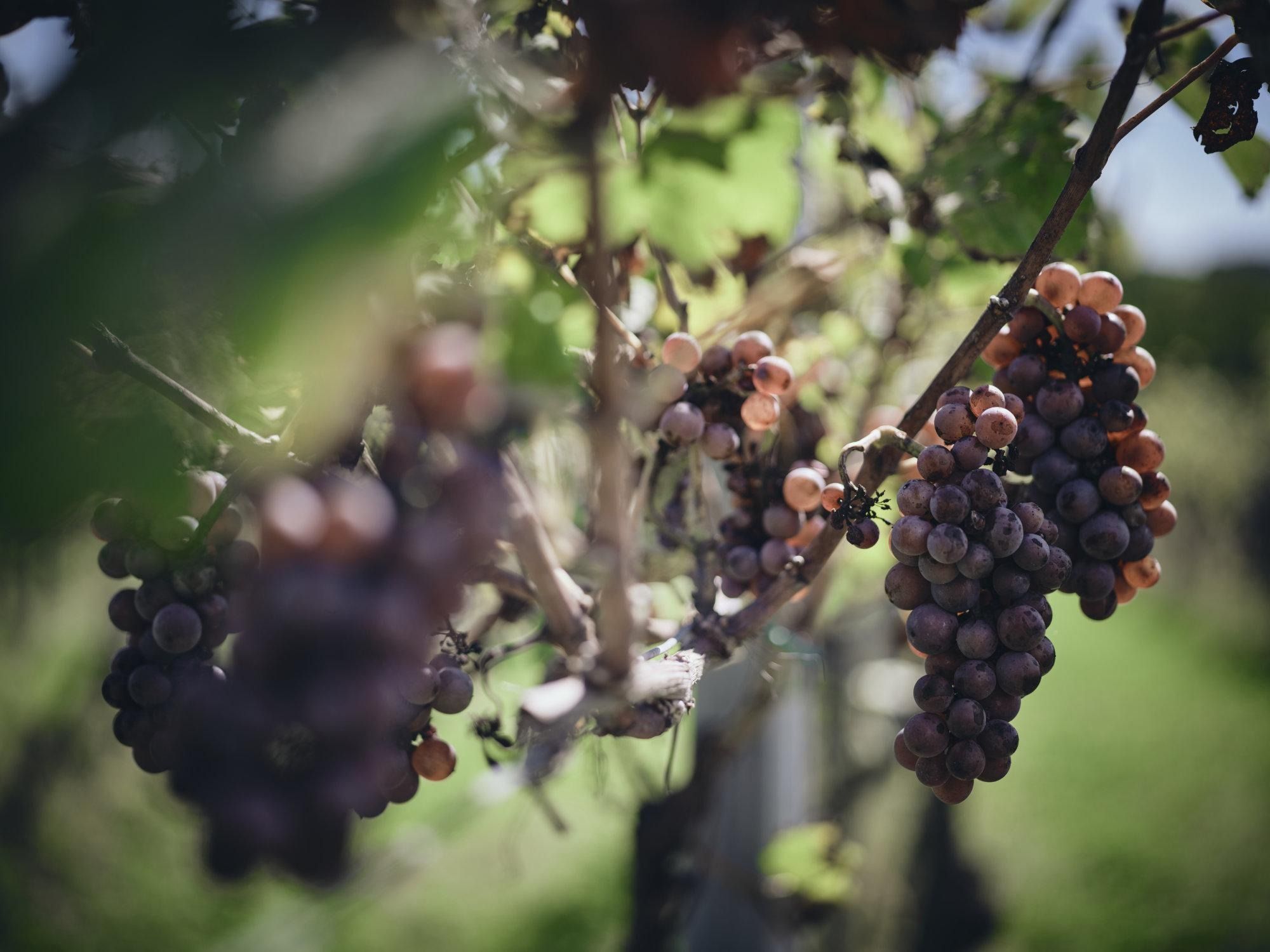 grozdje v vinogradu