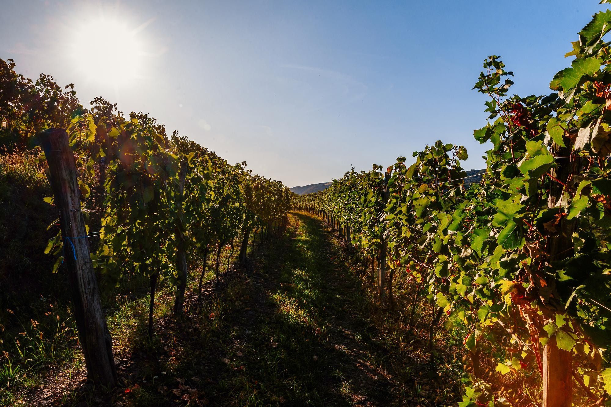 vinograd