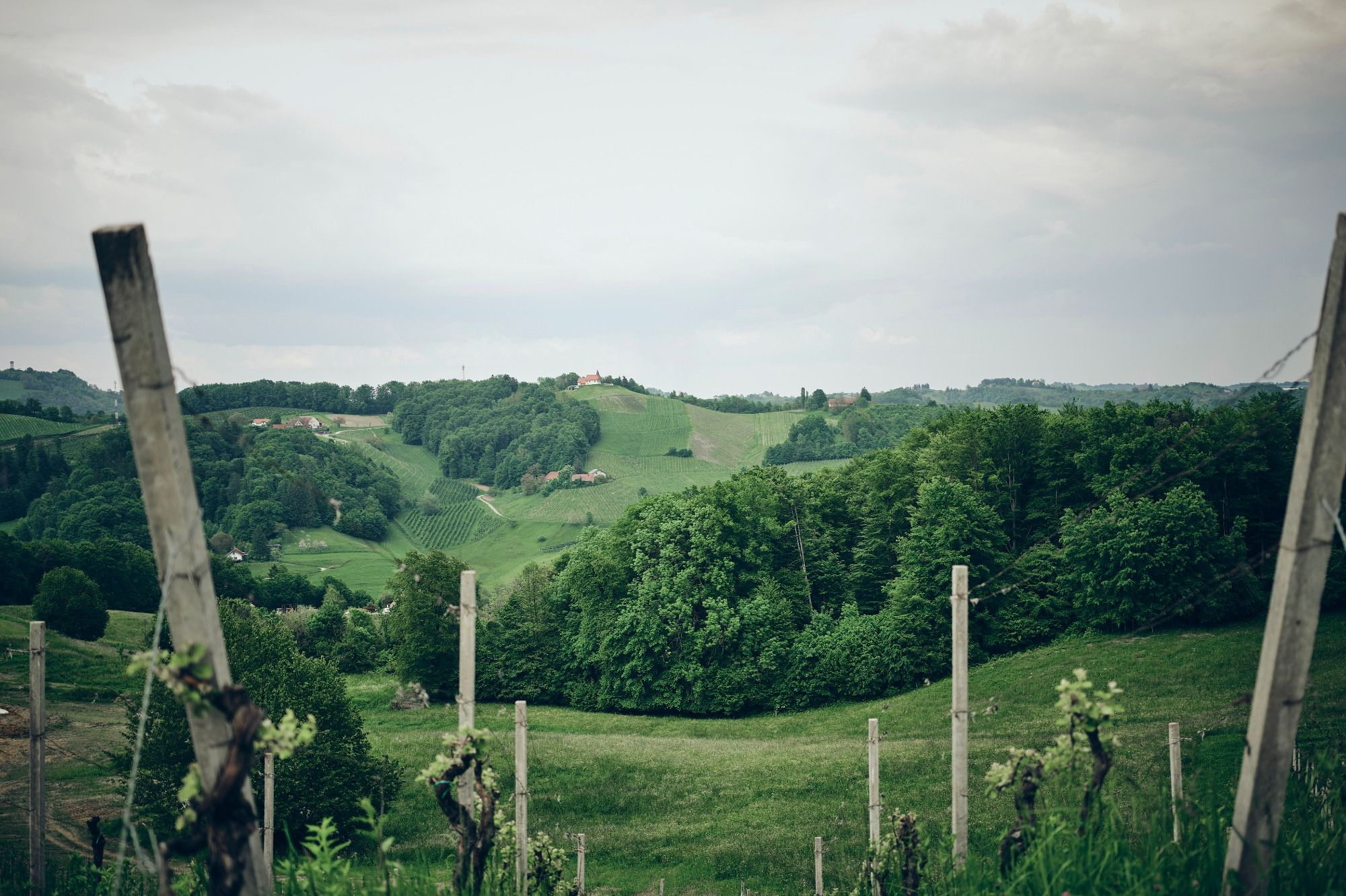 vinograd