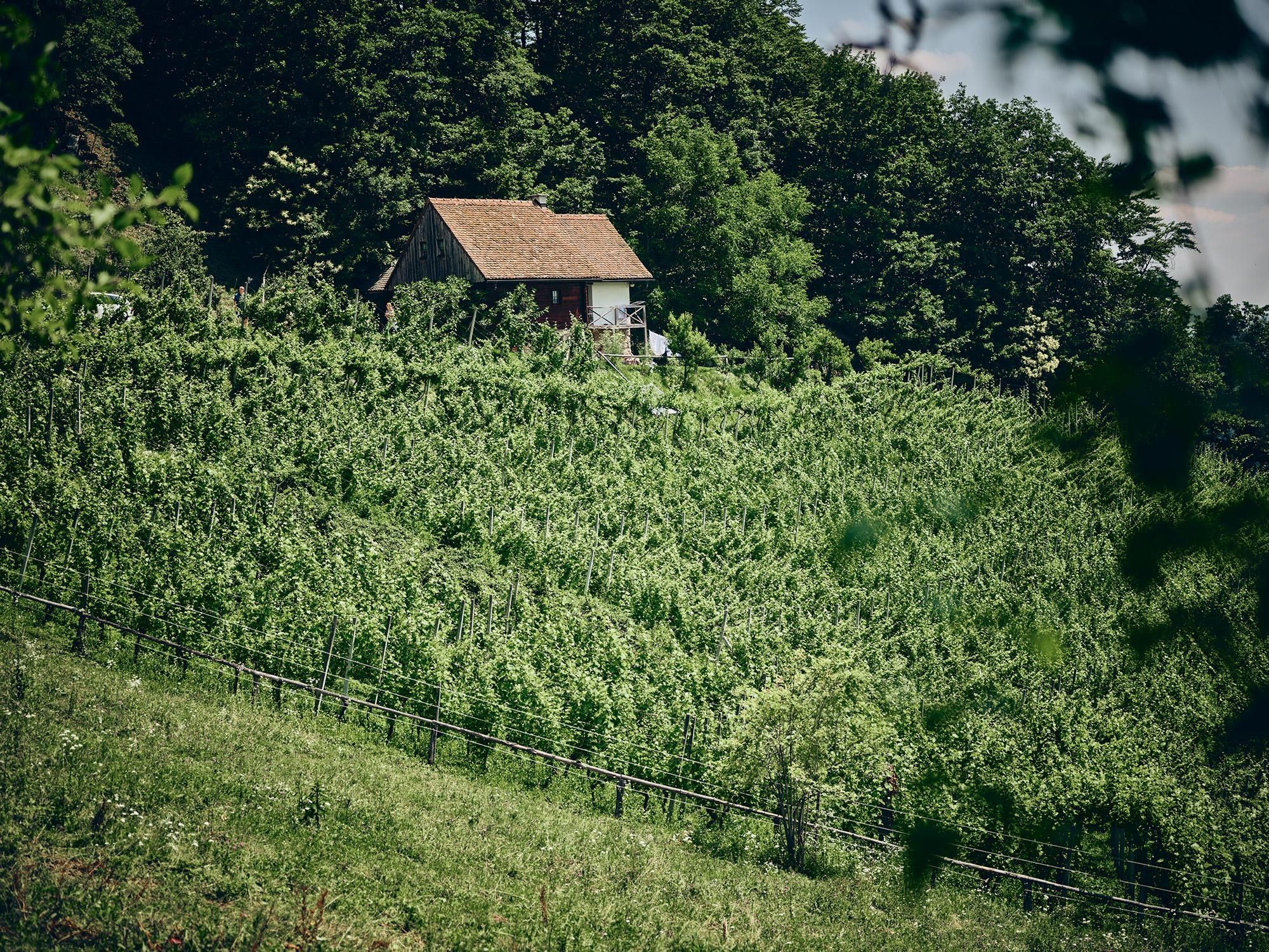 vinograd
