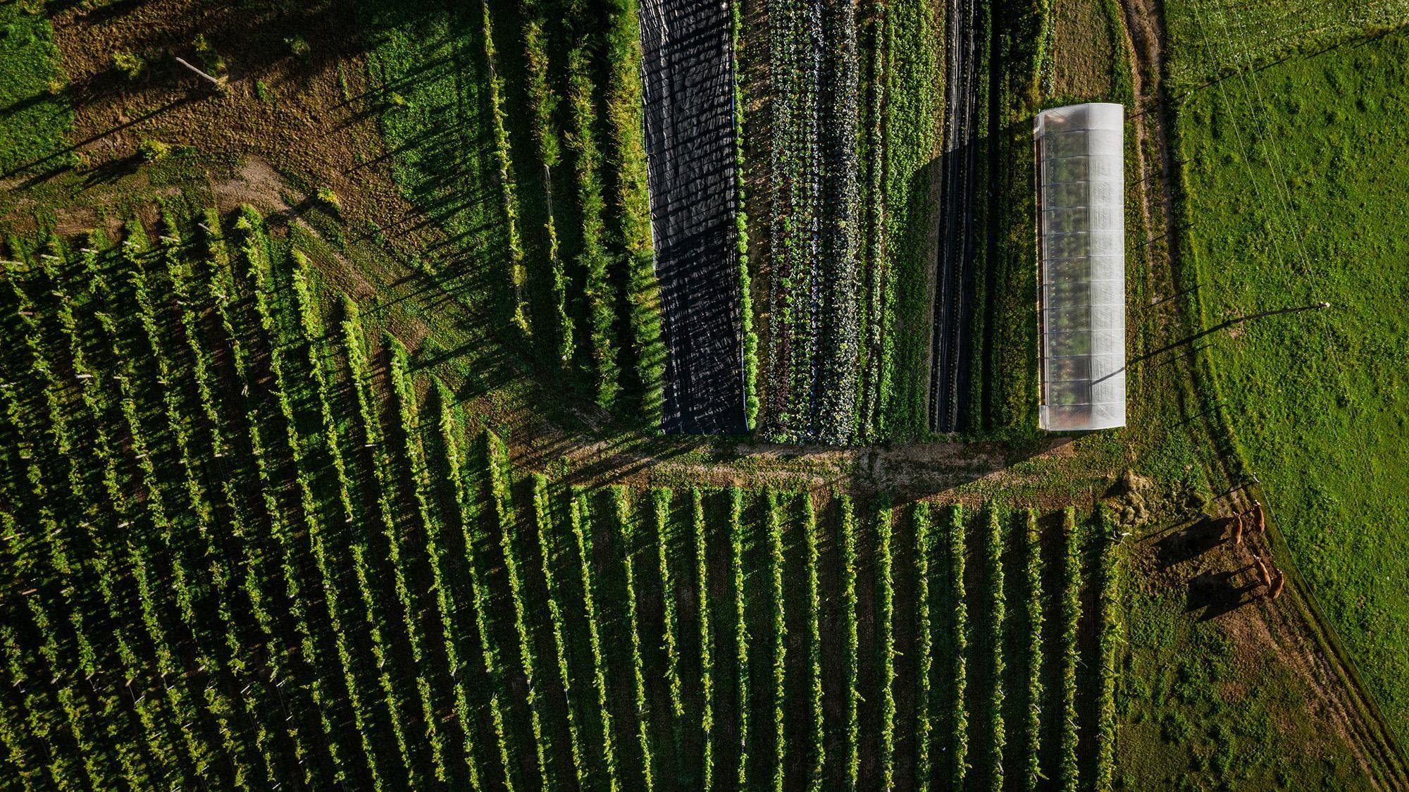 trajnostna pridelava zelenjave in vinarstvo