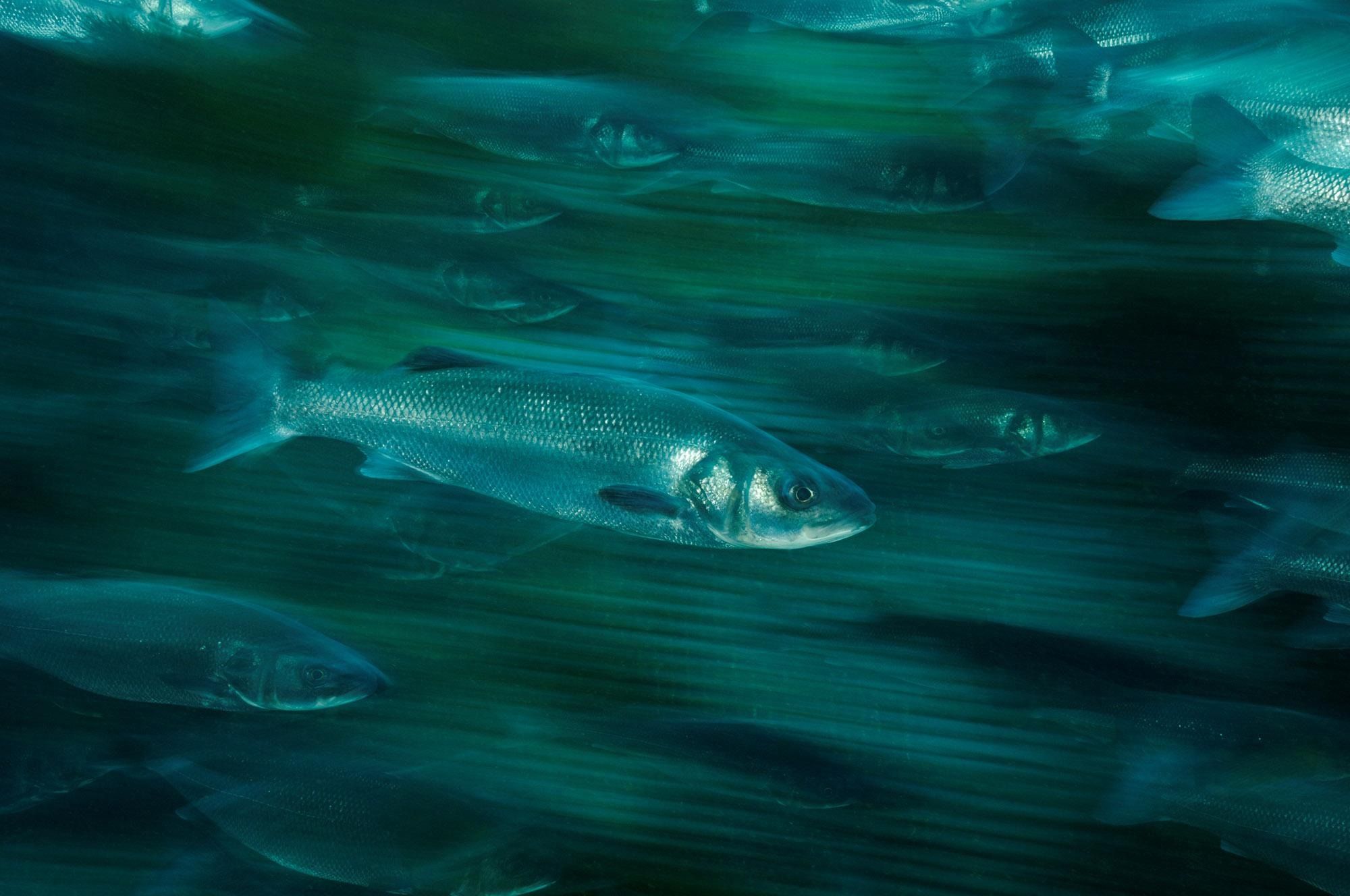 piranski brancin