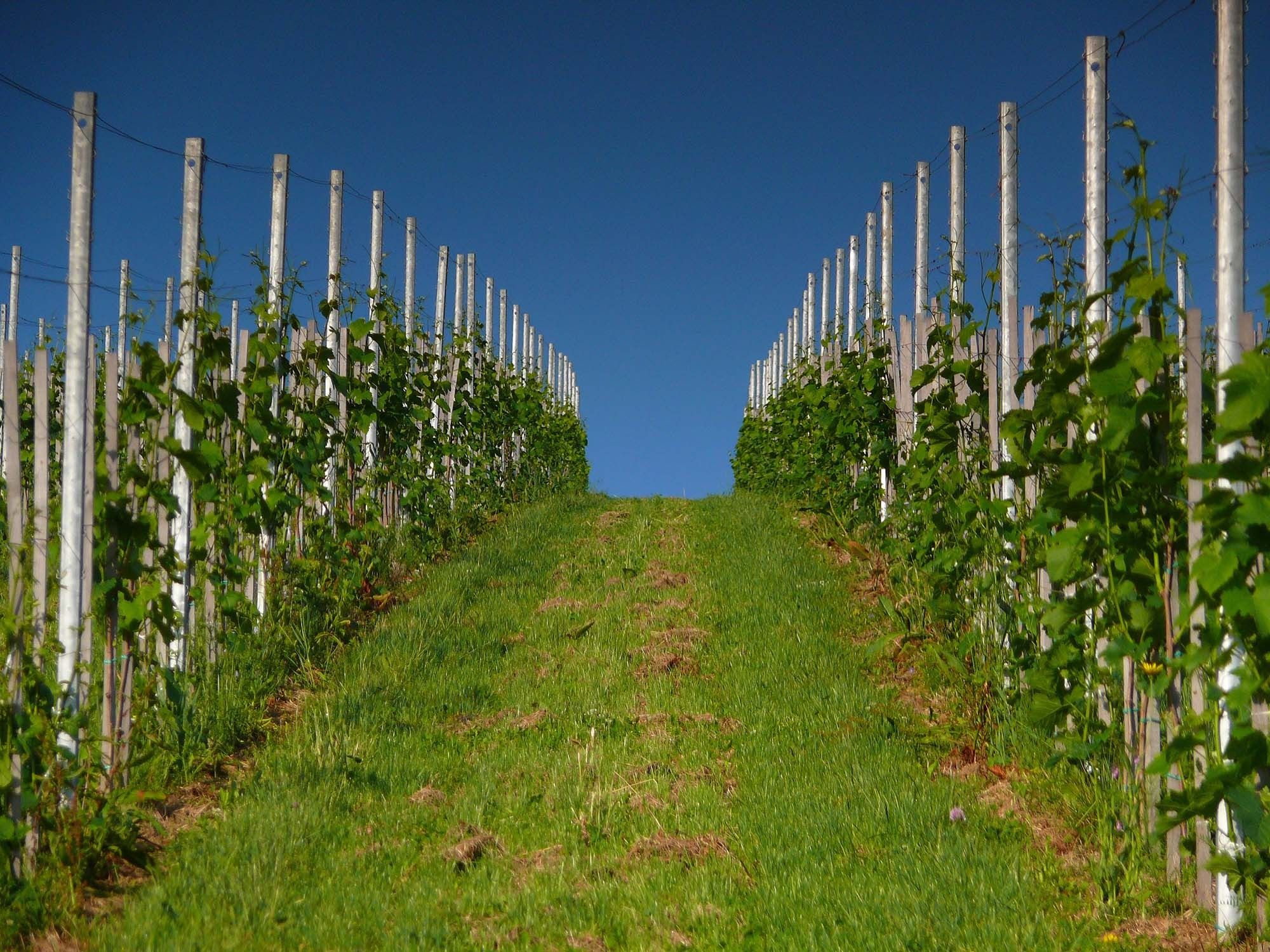 Vinogradi Dveri-Pax