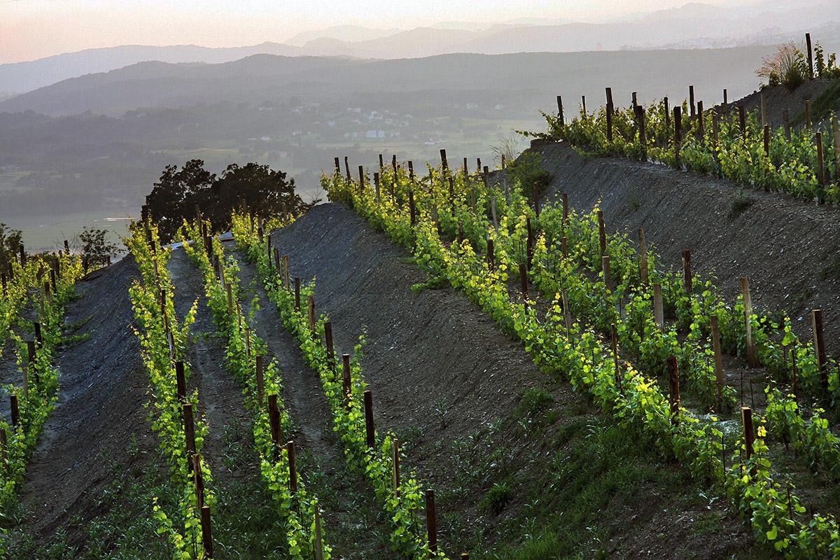 vinograd
