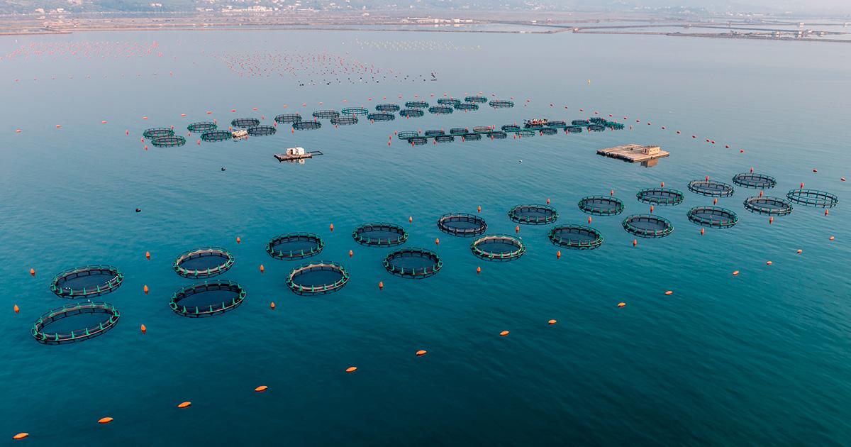 A boat ride to the sustainable fish-farm with the best sea bass